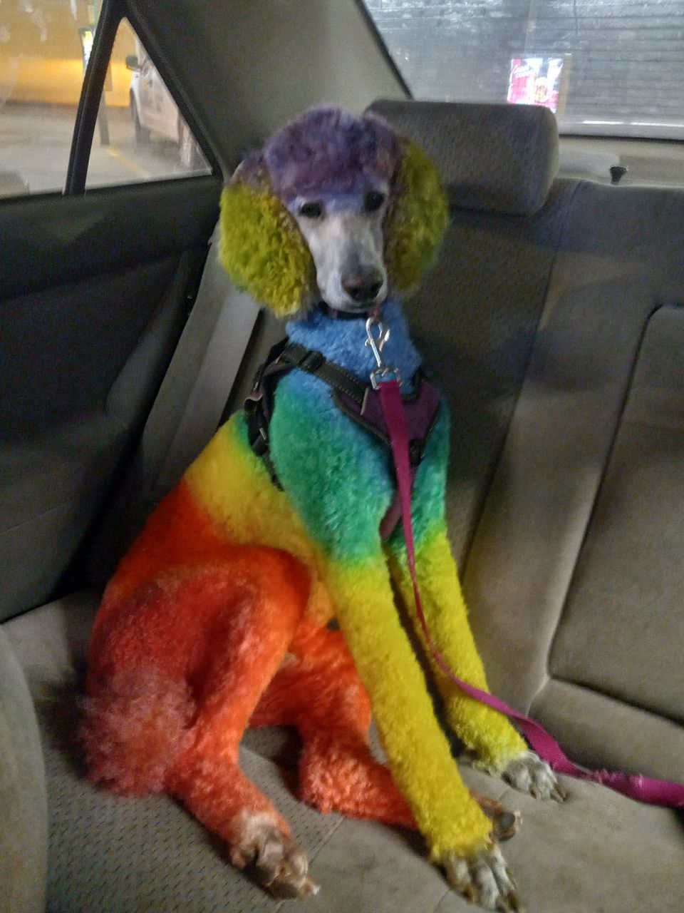 tinte para el cabello seguro para animales peluquería canina