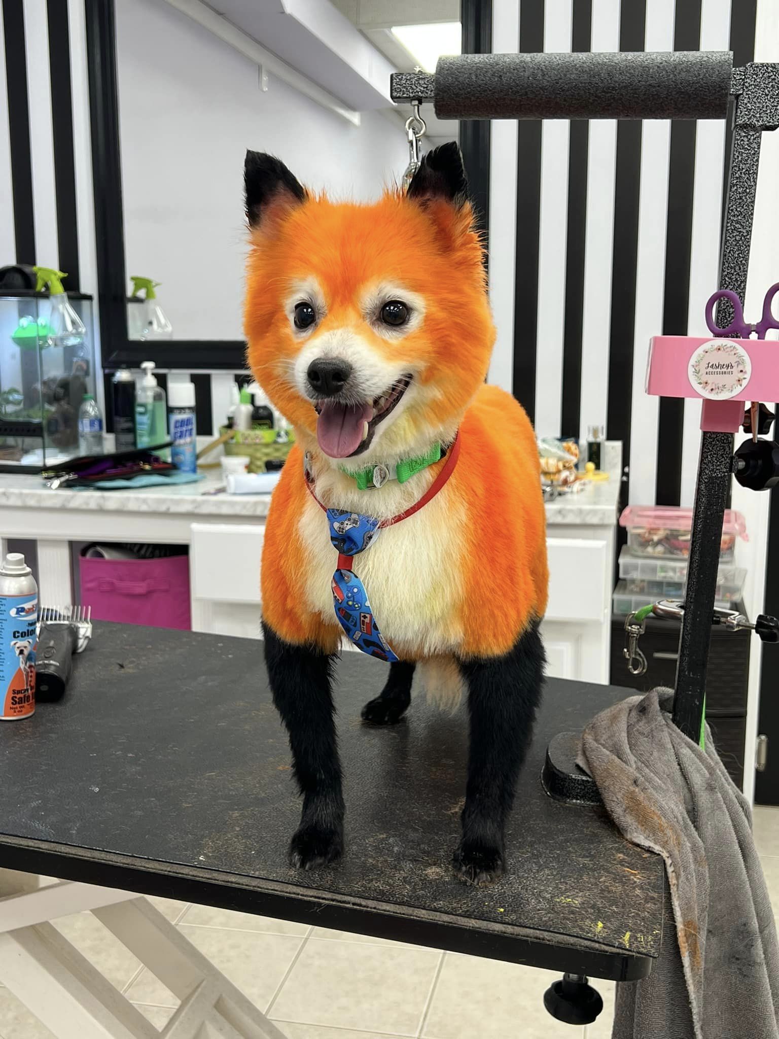 creative grooming contest