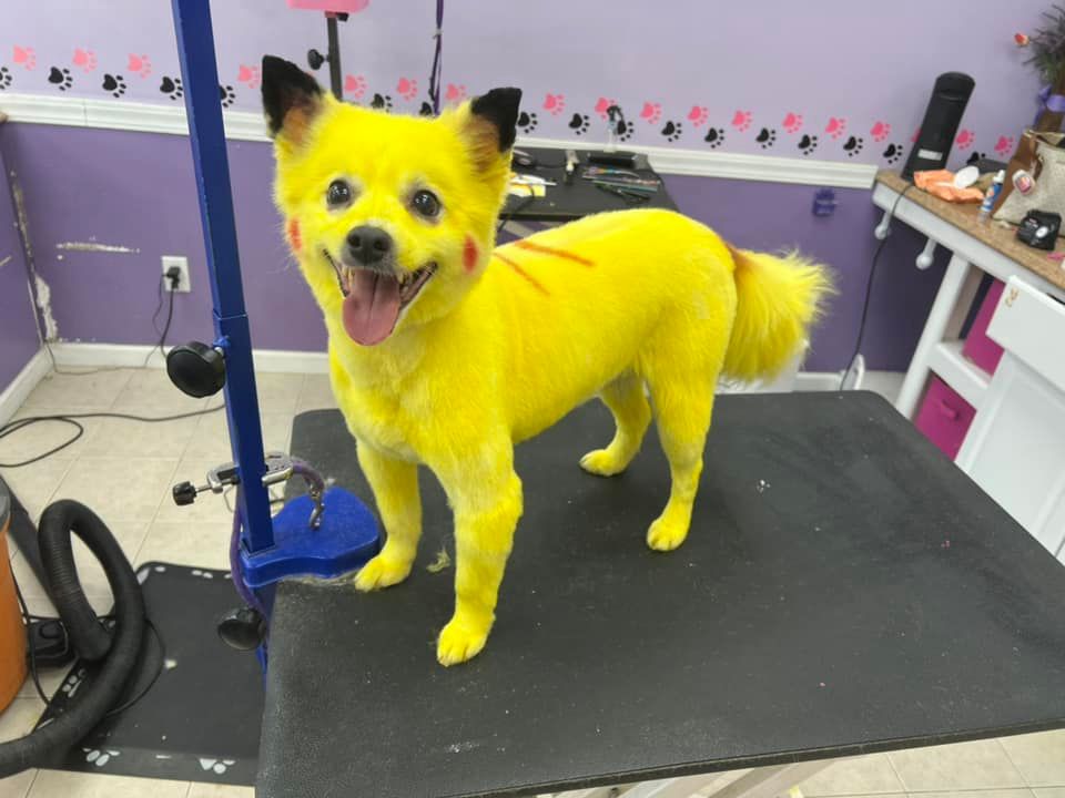 creative grooming contest