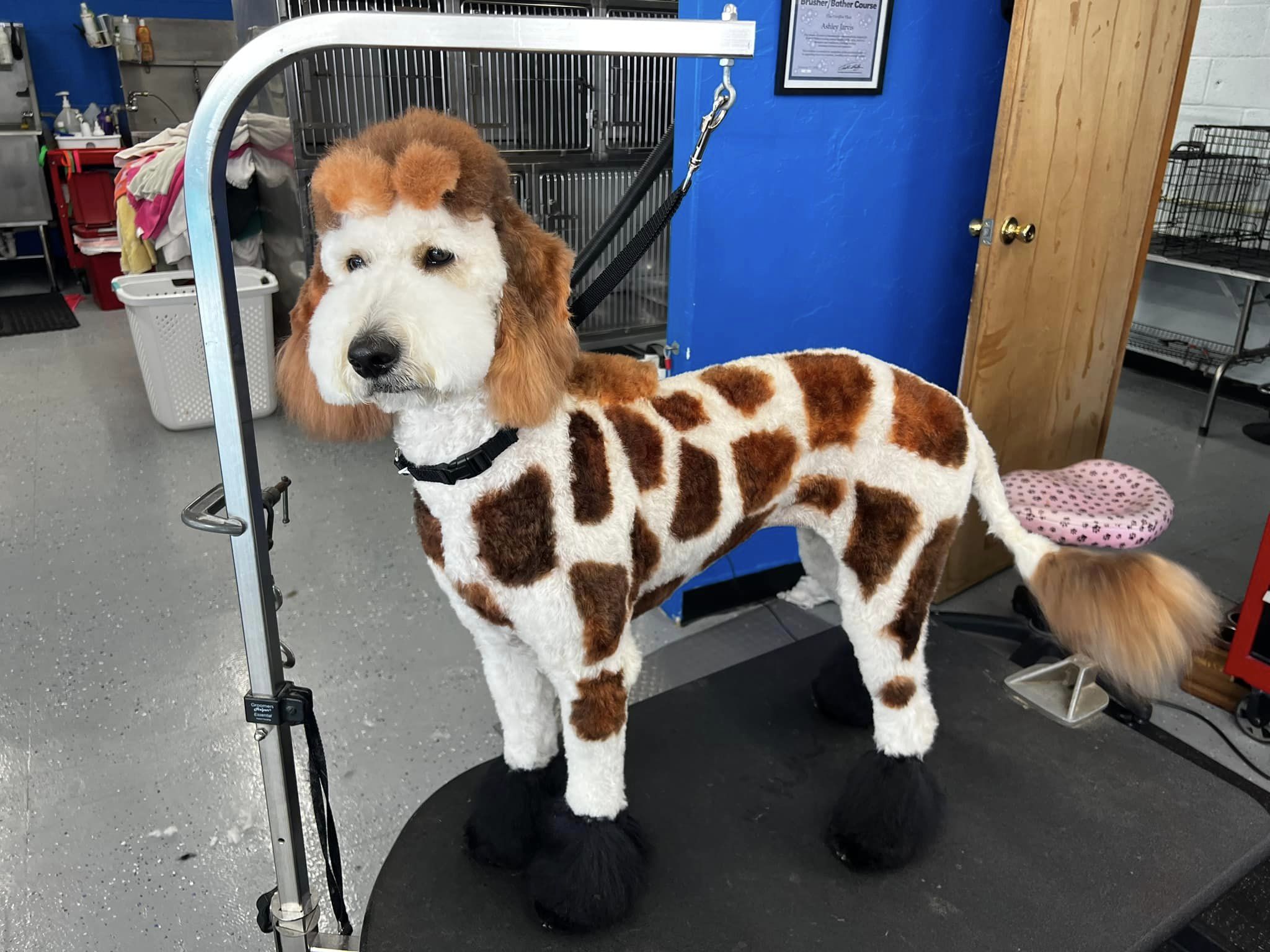 creative grooming contest