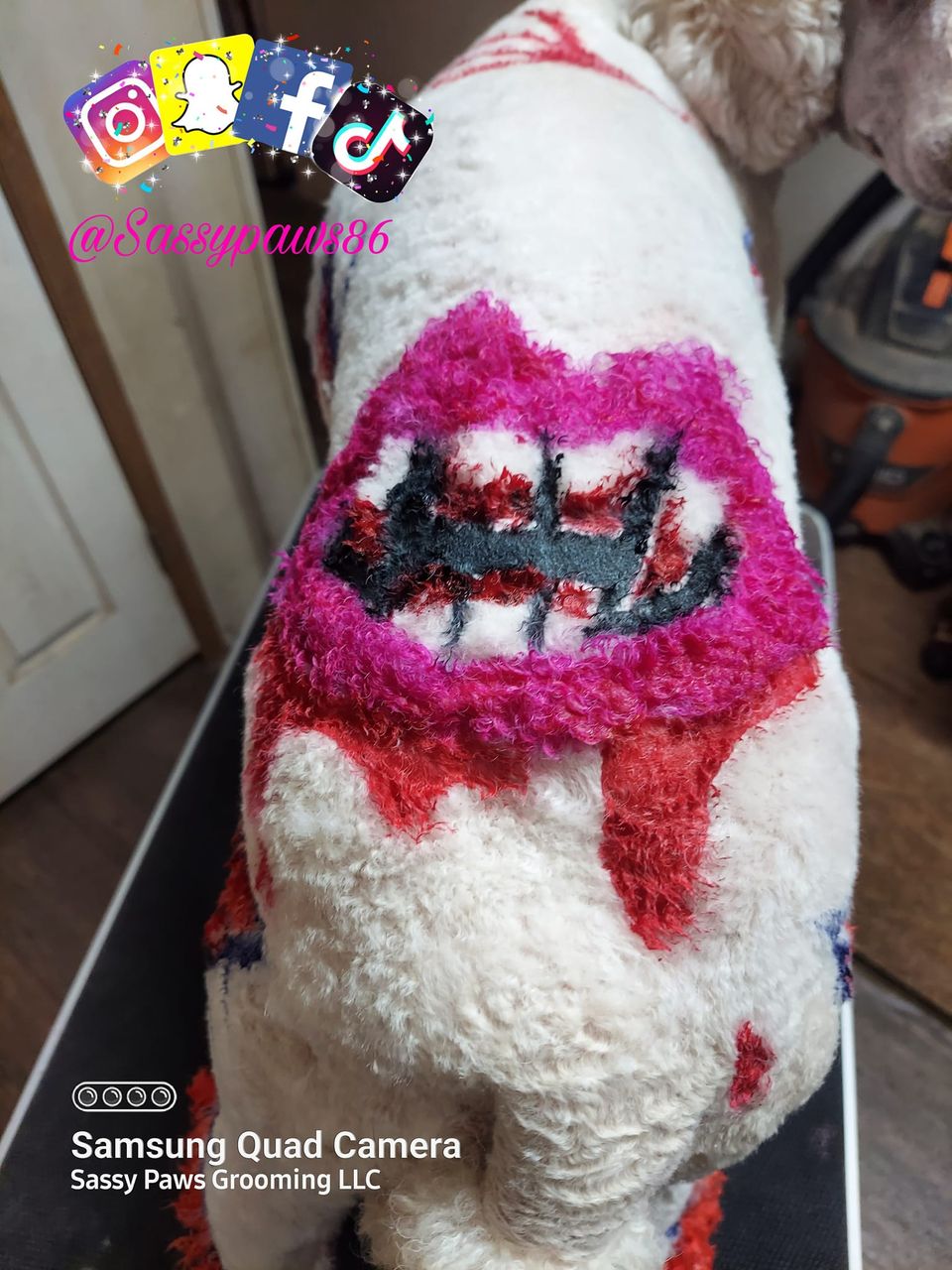 tinte para el cabello seguro para mascotas