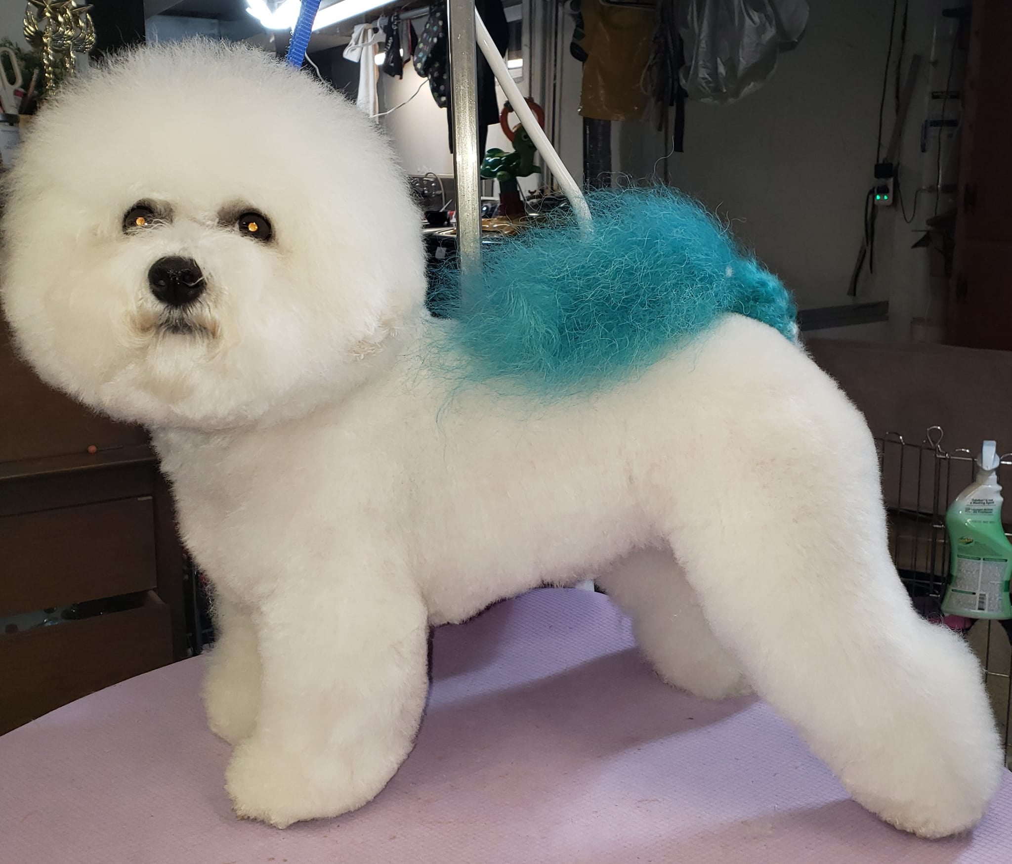 tinte para el cabello seguro para mascotas