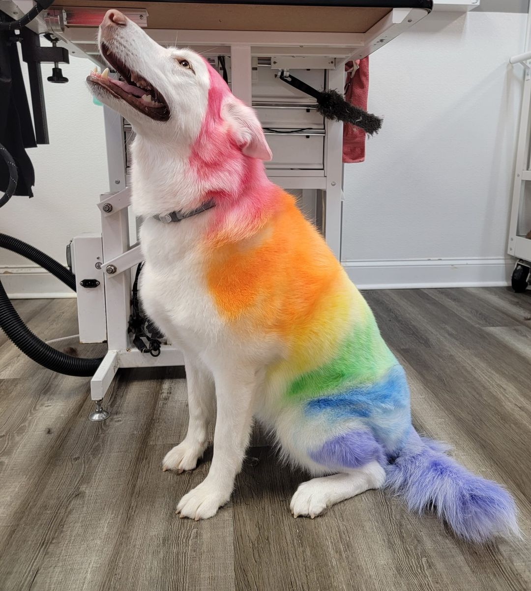 tinte para el cabello seguro para mascotas