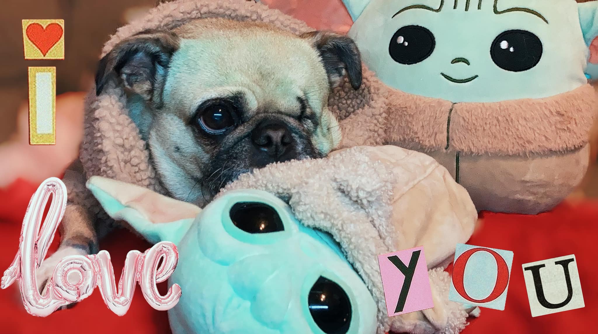 tinte para perros seguro para el cuidado de mascotas