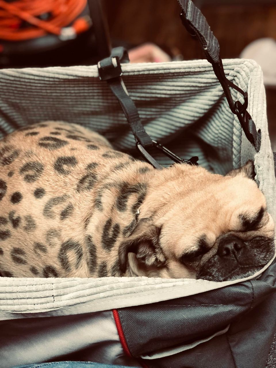 safe pet dye creative dog grooming