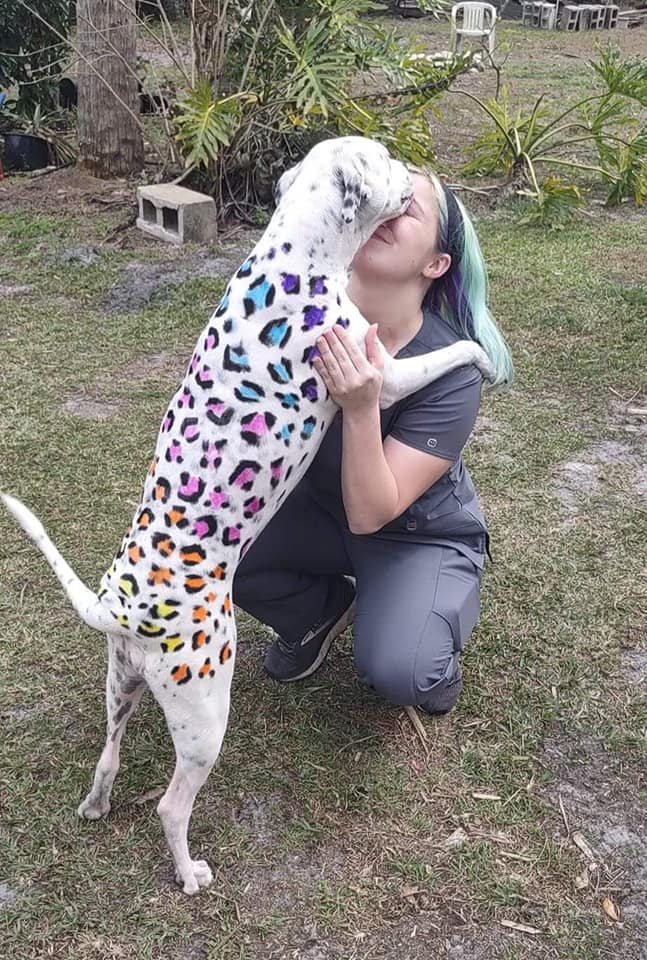 teinture pour animaux de compagnie sûre toilettage créatif pour chien