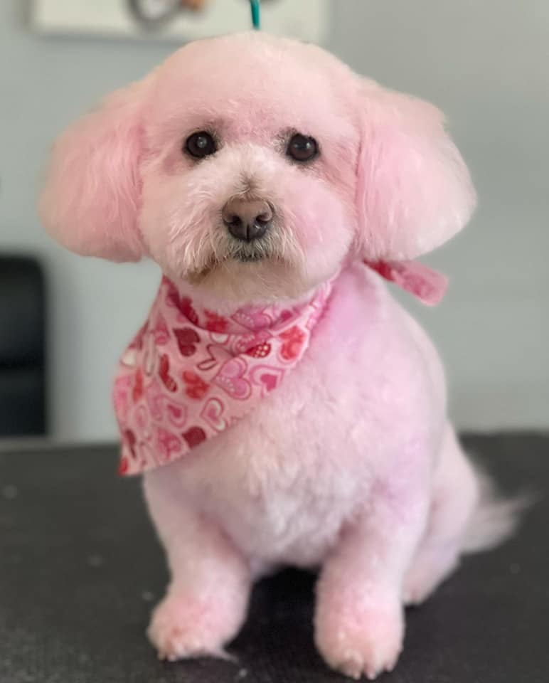 peluquería canina con tinte seguro para mascotas