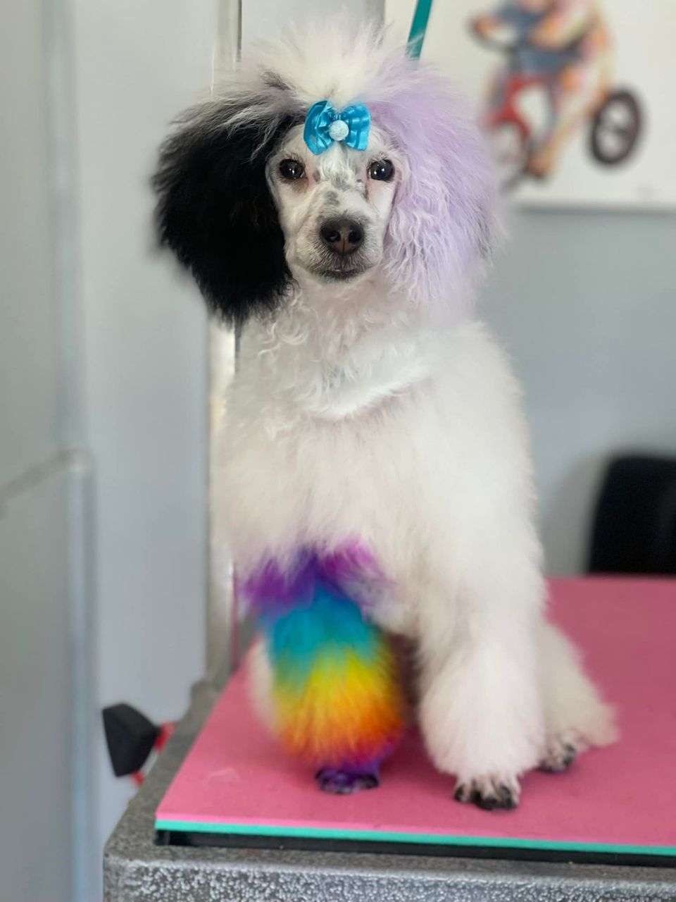 tinte para el cabello seguro para mascotas