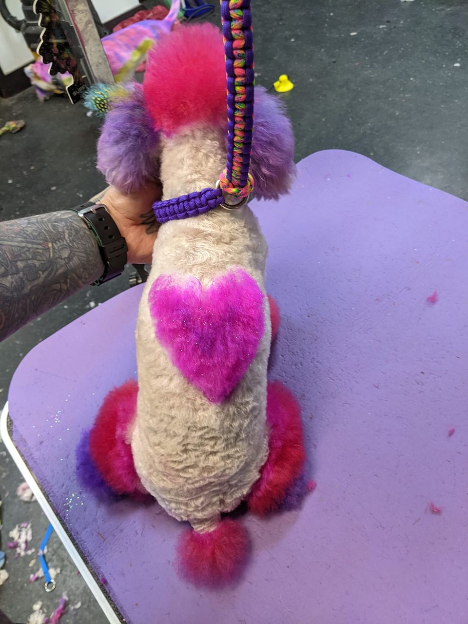 peluquería canina con tinte seguro para mascotas