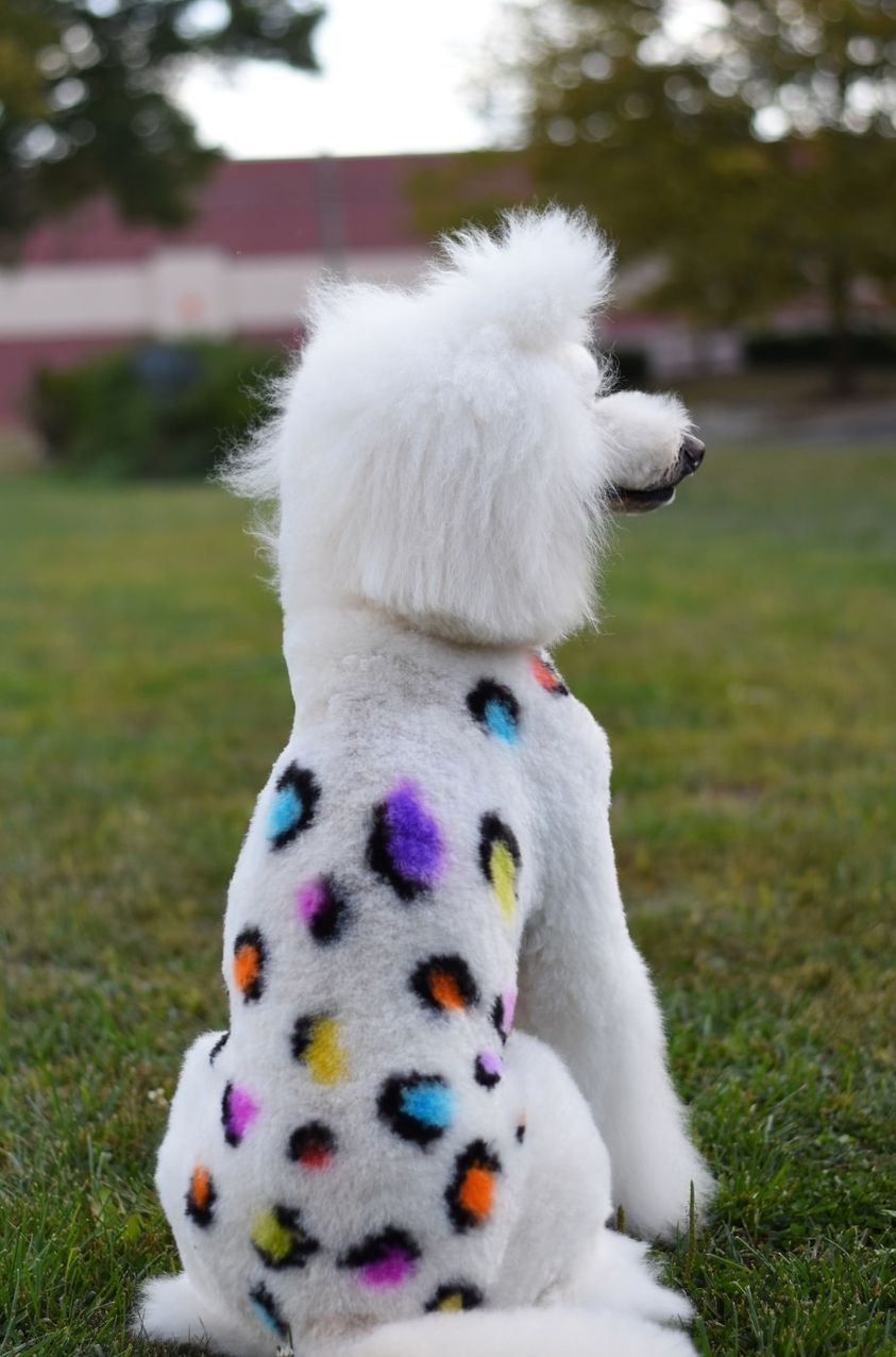 teinture pour poils d'animaux sans danger