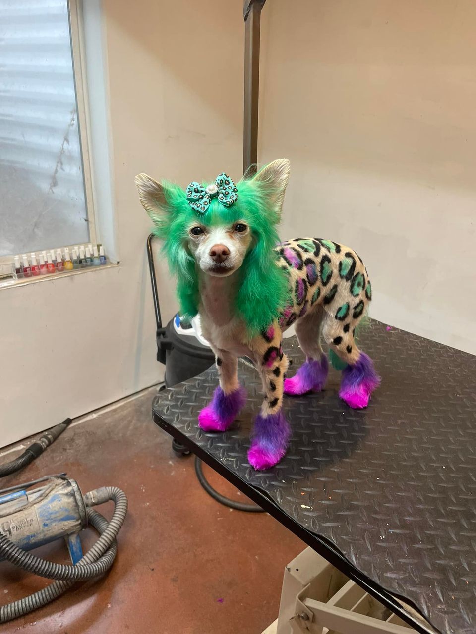 safe pet hair dye