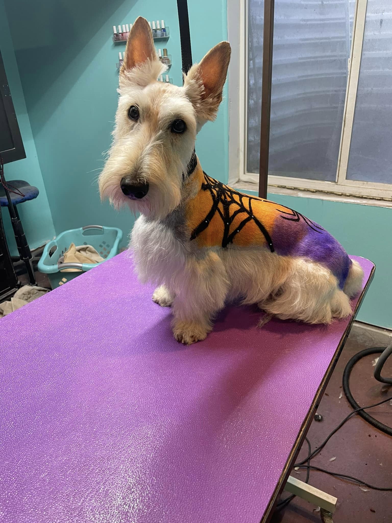 creative grooming contest