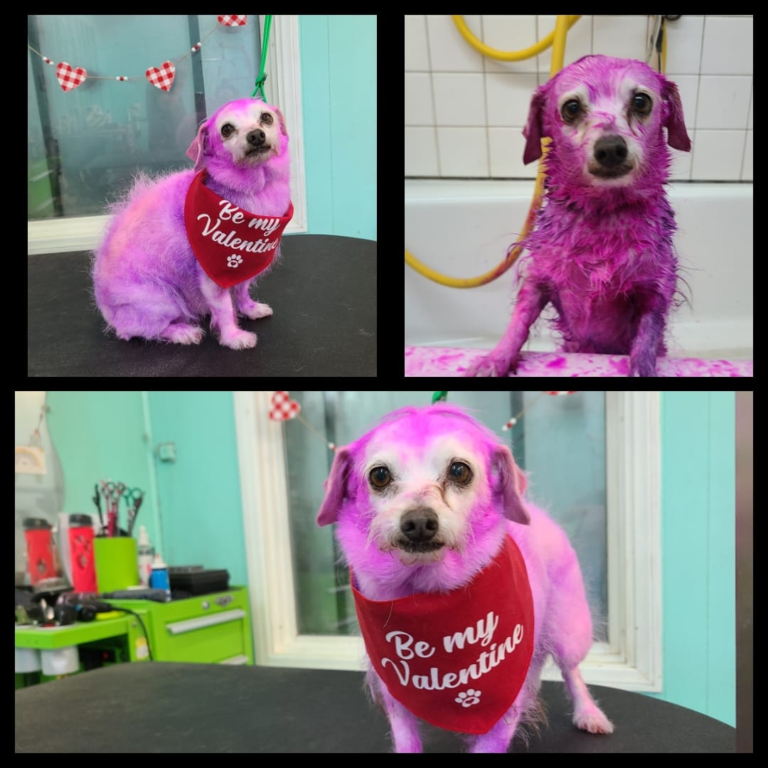 safe pet dye dog grooming