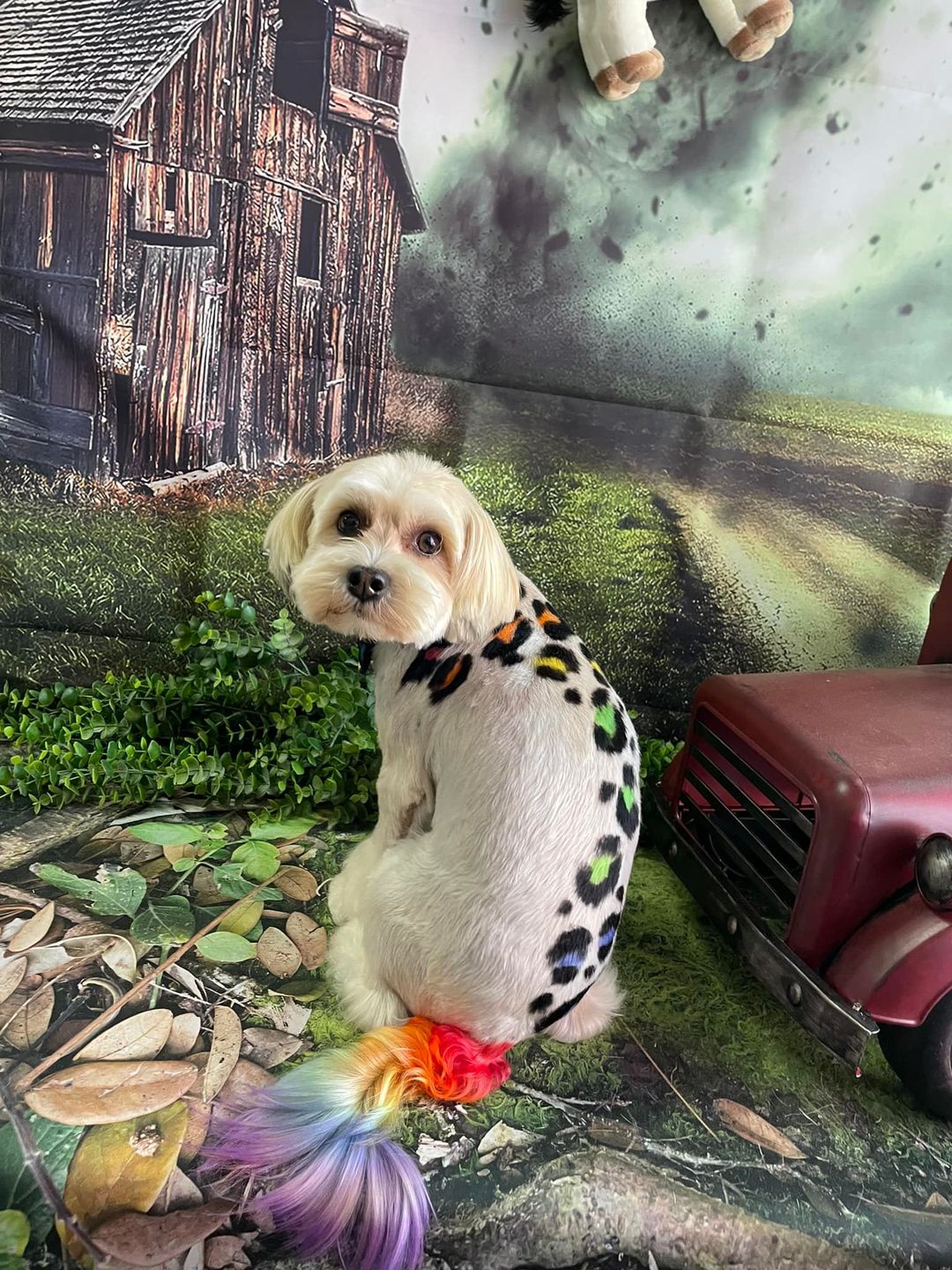 tinte para perros seguro para el cuidado de mascotas