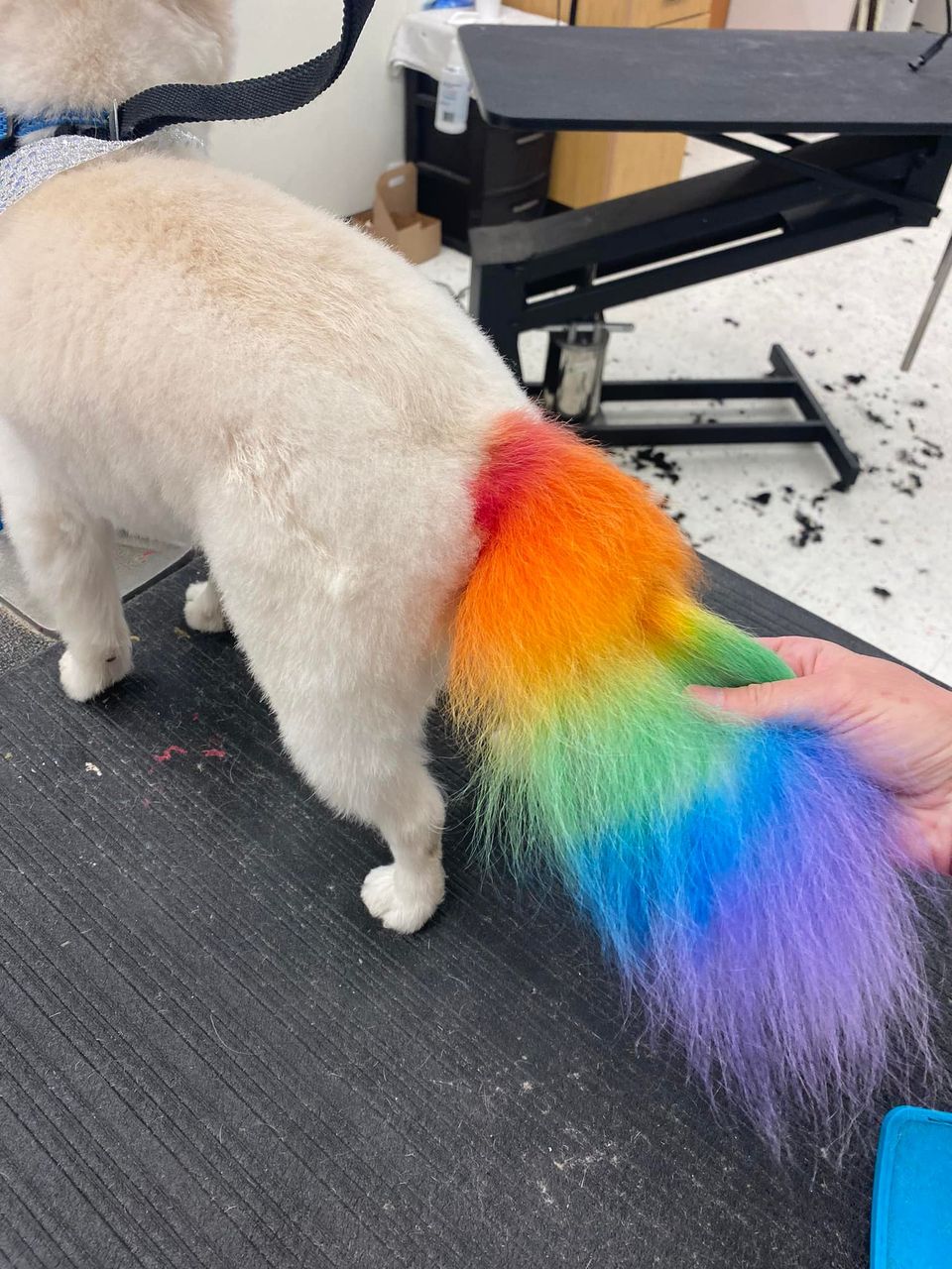 peluquería canina con tinte seguro para mascotas