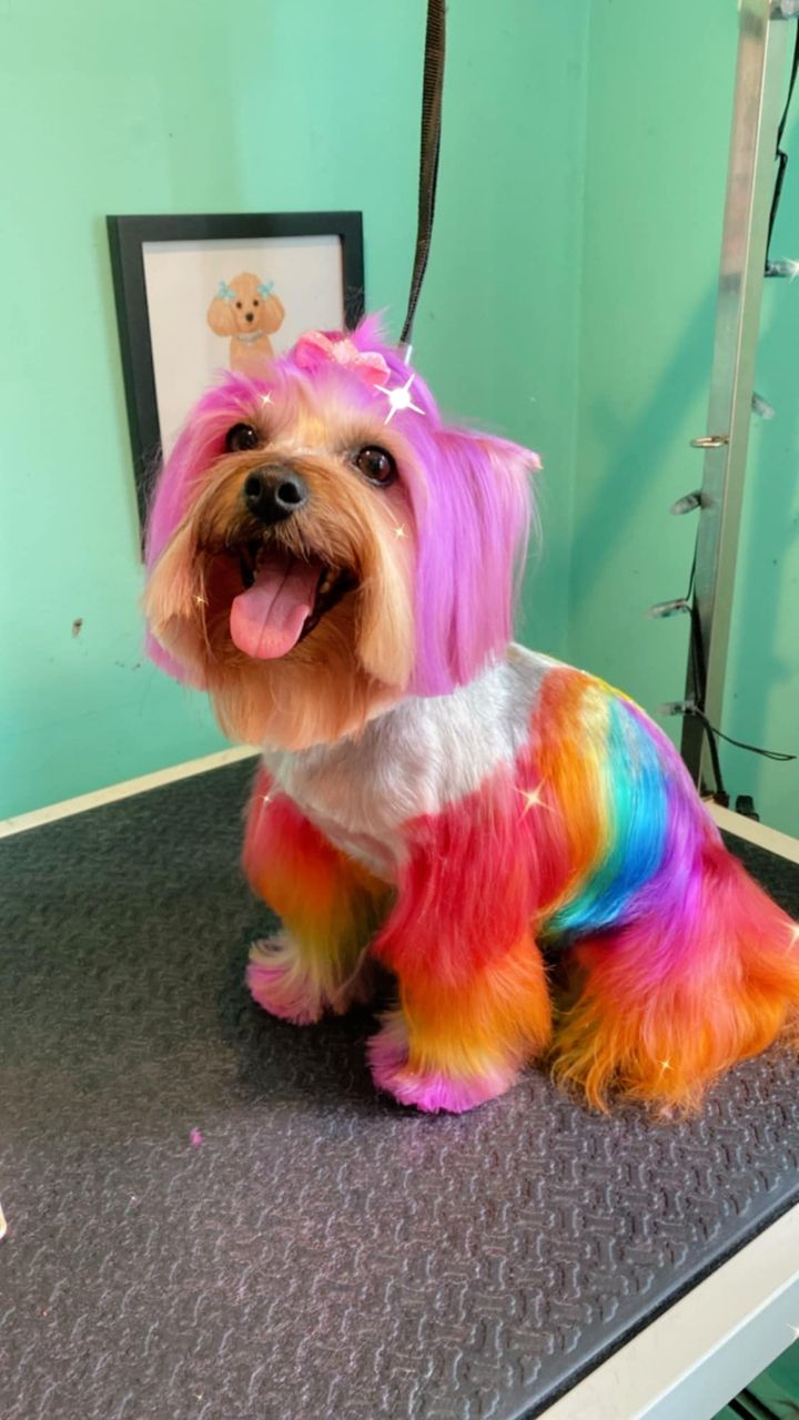 peluquería canina con tinte seguro para mascotas
