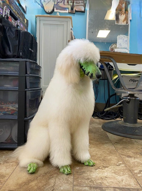 creative grooming contest