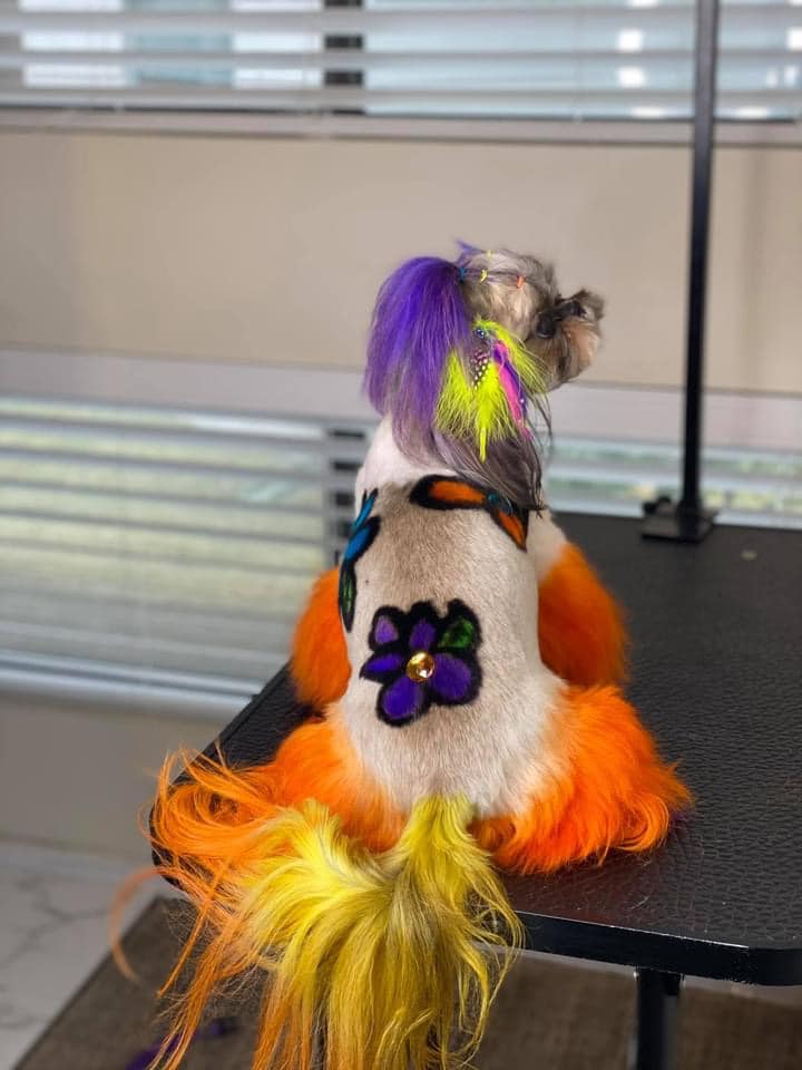 concours de toilettage créatif avec une teinture pour chien sûre pour un toilettage créatif des animaux