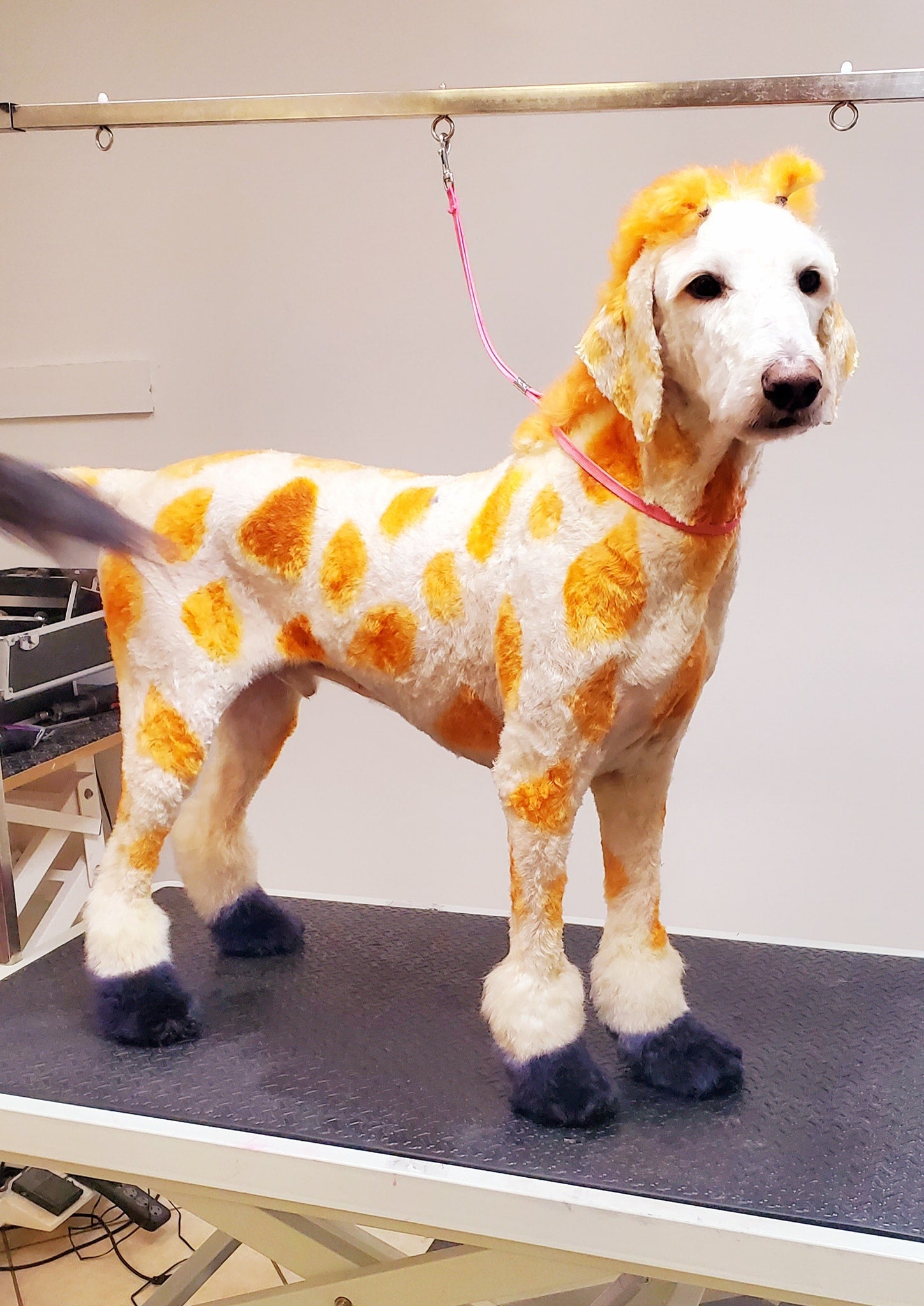 creative grooming contest