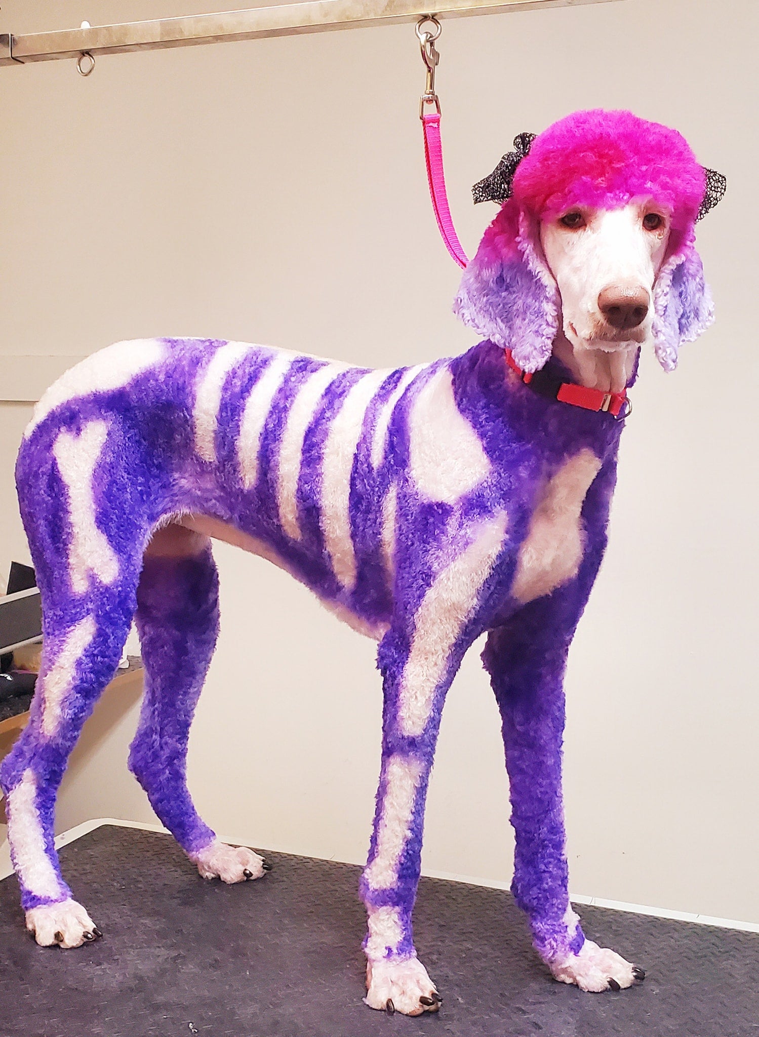 creative grooming contest