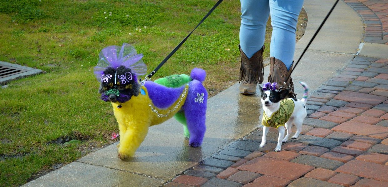 opaws animal seguro tinte para el cabello peluquería canina