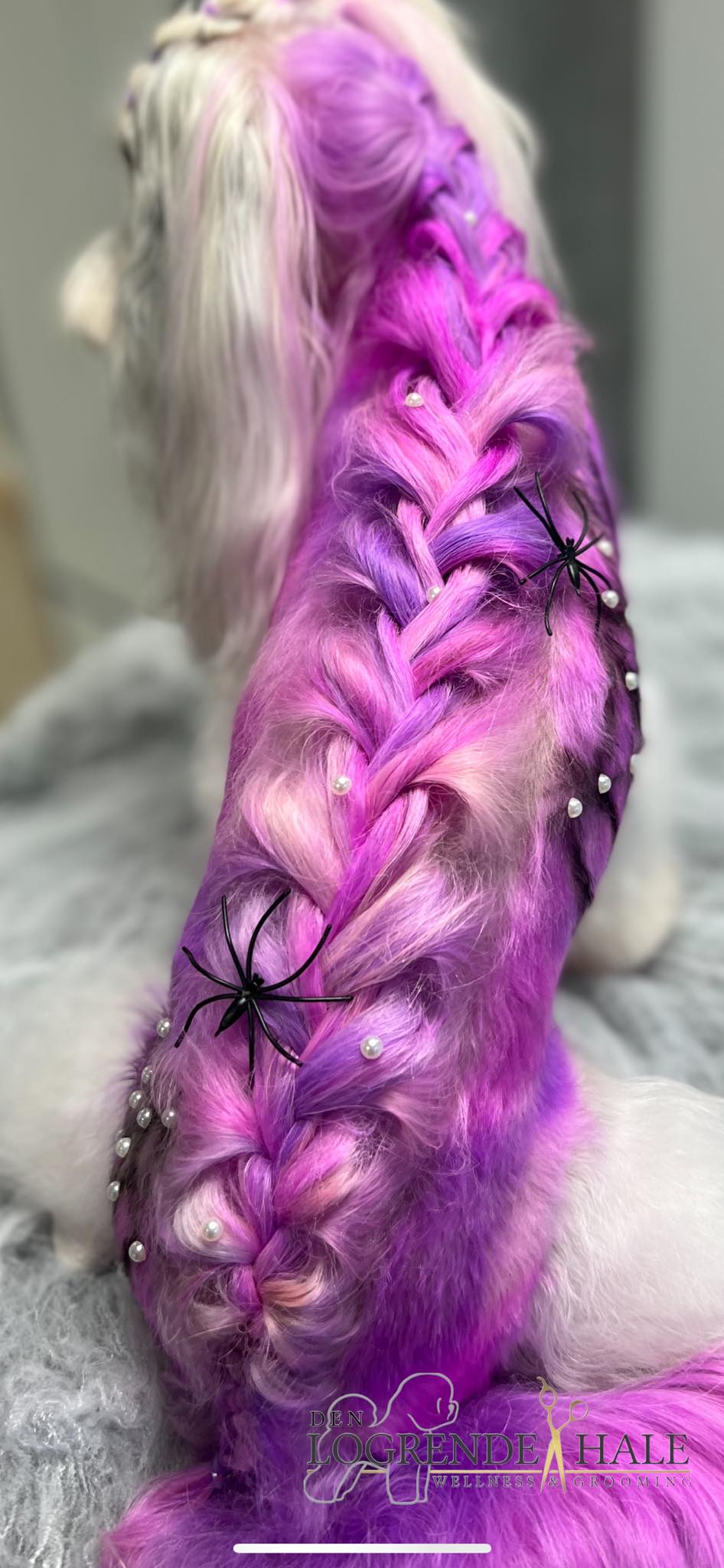 creative grooming contest