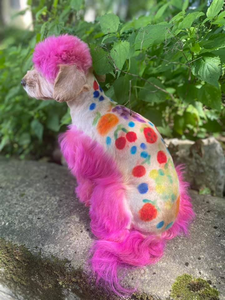 creative grooming contest with safe pet dye for creative dog grooming contest