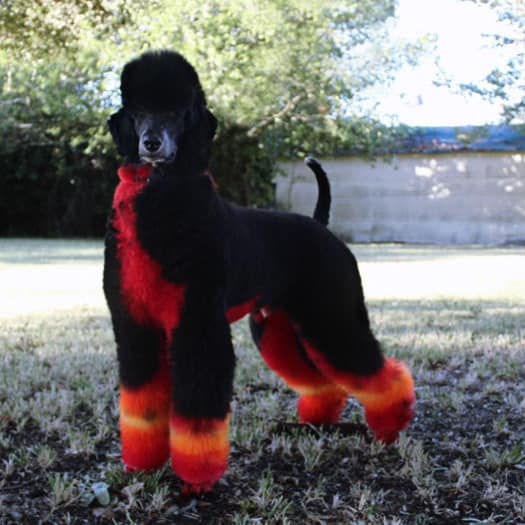 creative grooming contest