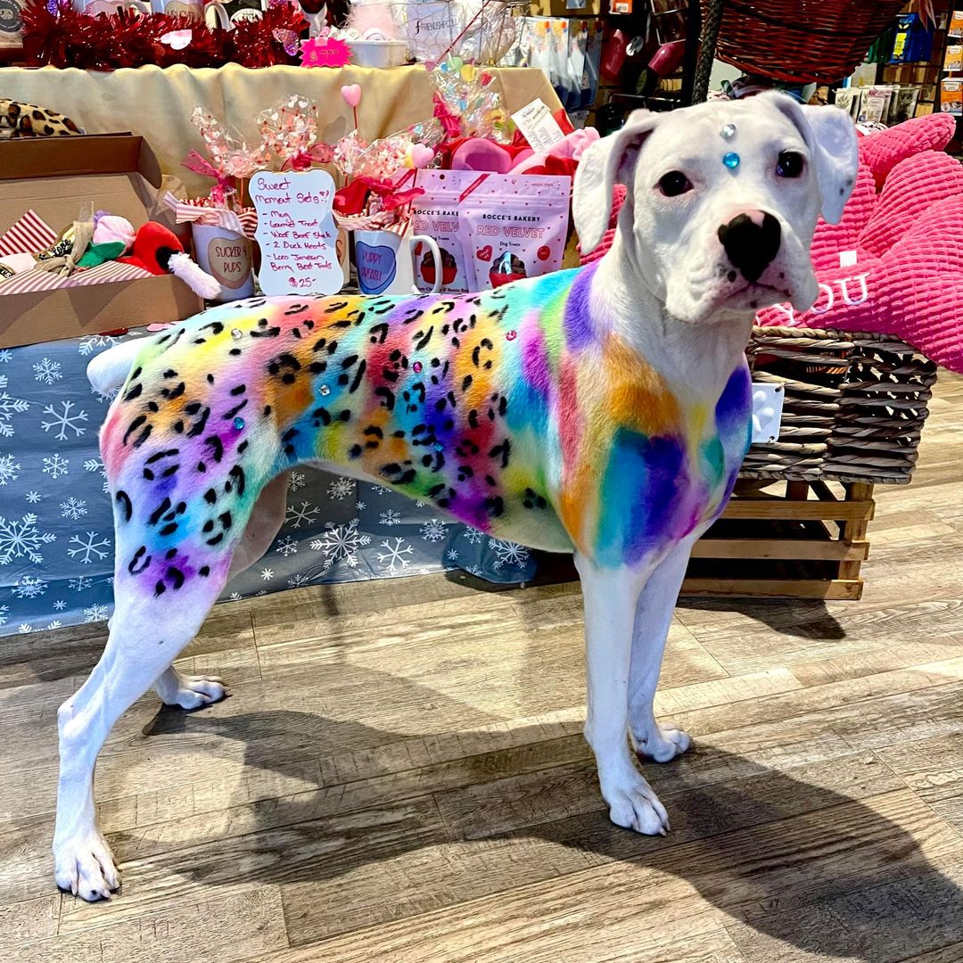 Lisa Frank teinture pour chien sécuritaire toilettage pour animaux de compagnie