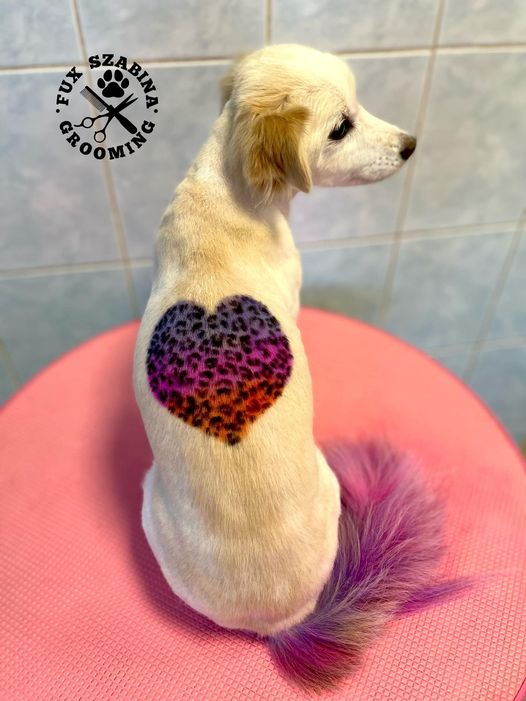tinte para el pelo de mascotas seguro para el cuidado canino
