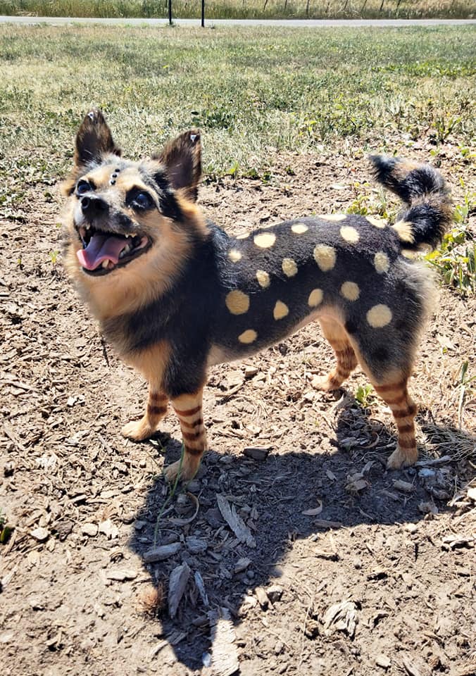 creative grooming contest with animal safe hair dye dog grooming