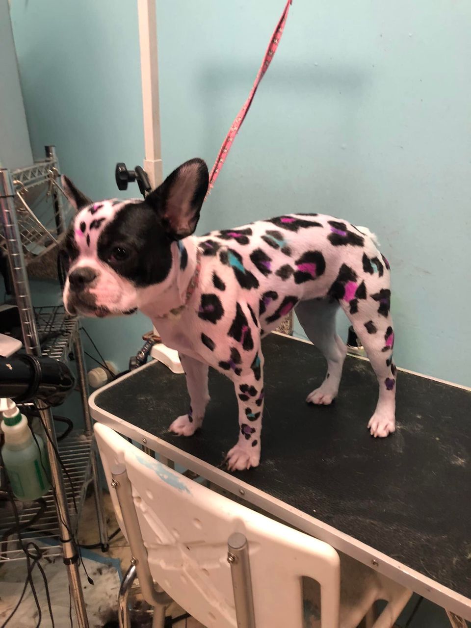 animal safe hair dye dog grooming