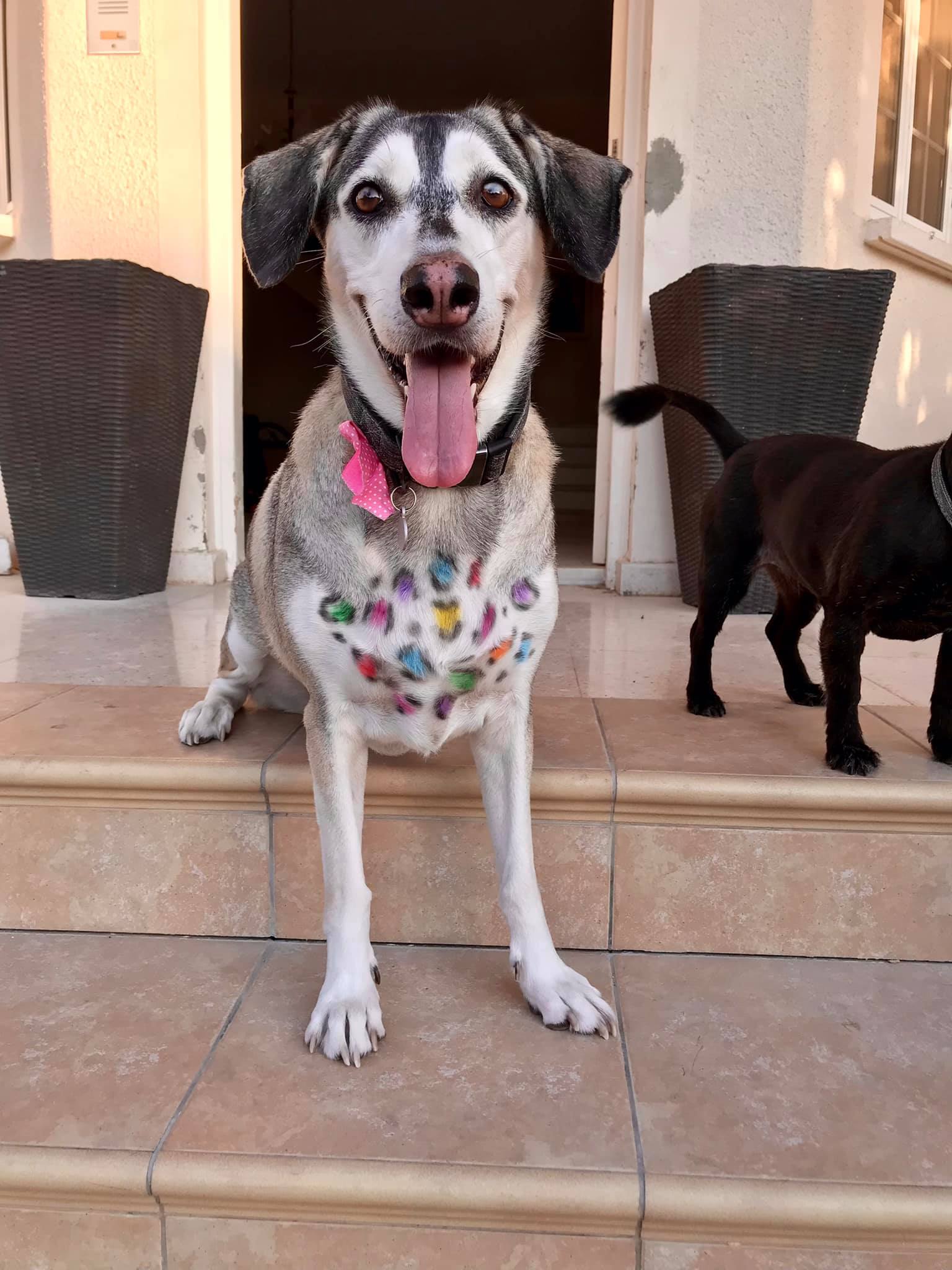 creative grooming contest with safe dog dye for creative pet grooming