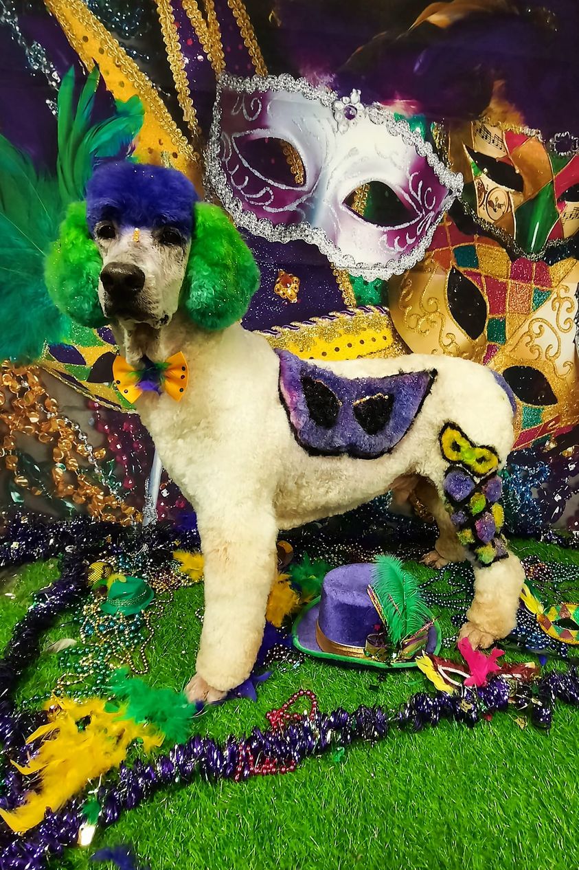 opaws safe dog dye pet grooming