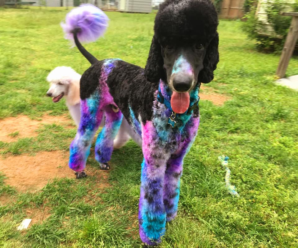 safe pet dye dog grooming