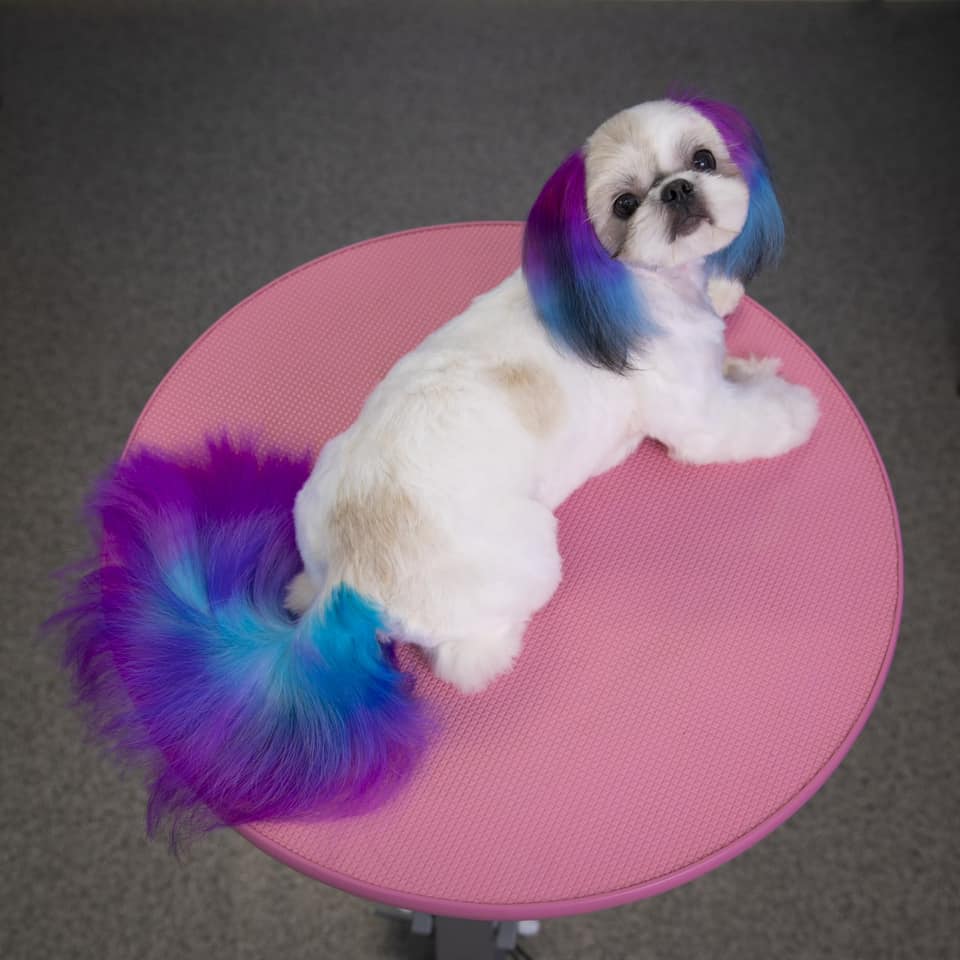 tinte seguro para perros cuidado creativo de mascotas