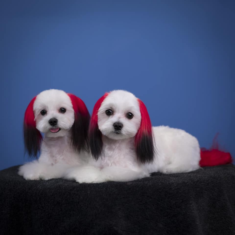 tinte seguro para perros color de pelo de perro