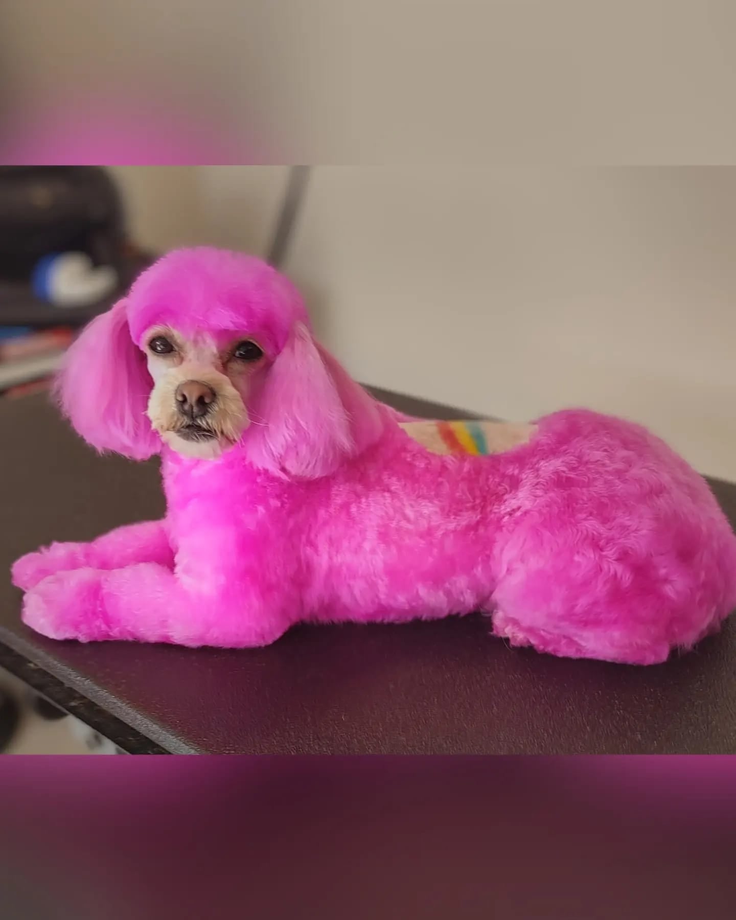 creative grooming contest