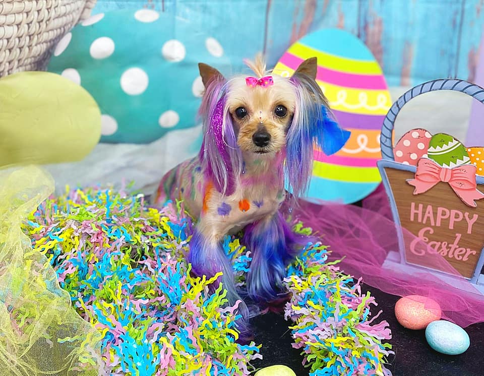 preparación segura con tinte para mascotas