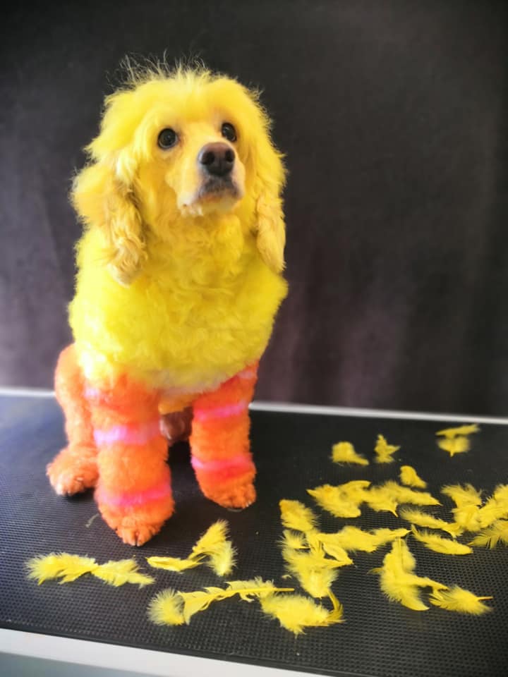 Tinte seguro para mascotas para un concurso creativo de peluquería canina
