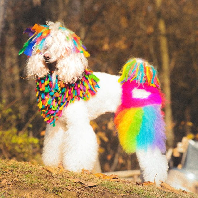 Rainbow dog cords with OPAWZ dog fur dyes