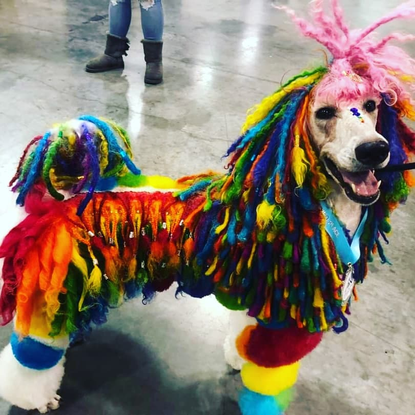 Rainbow dog cords with OPAWZ dog fur dyes