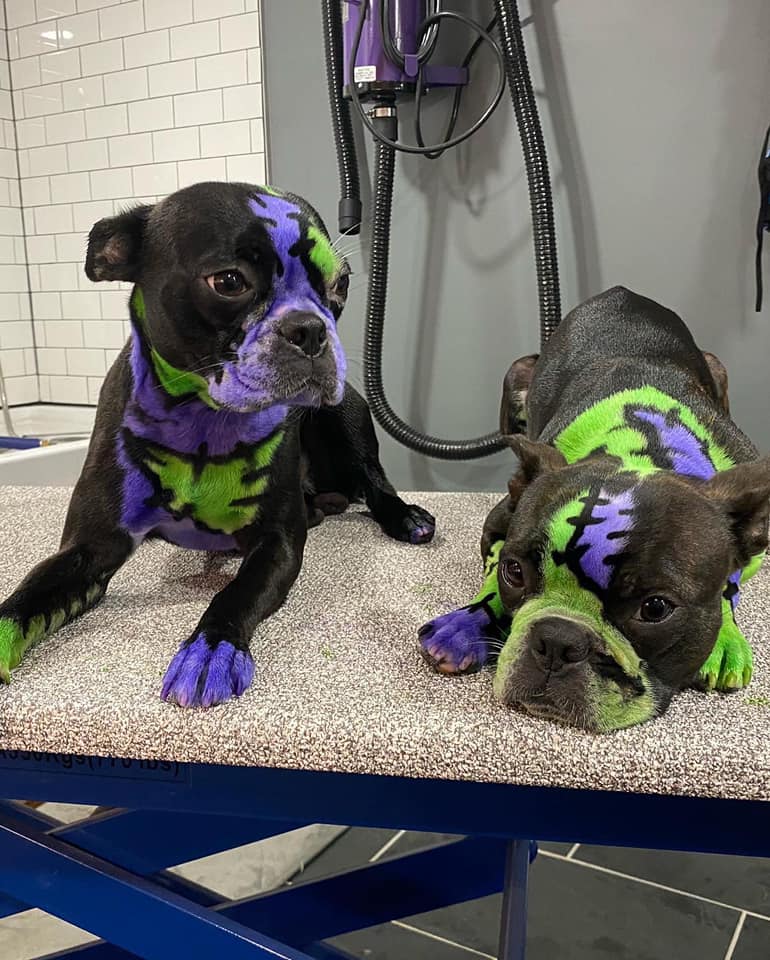 creative grooming contest