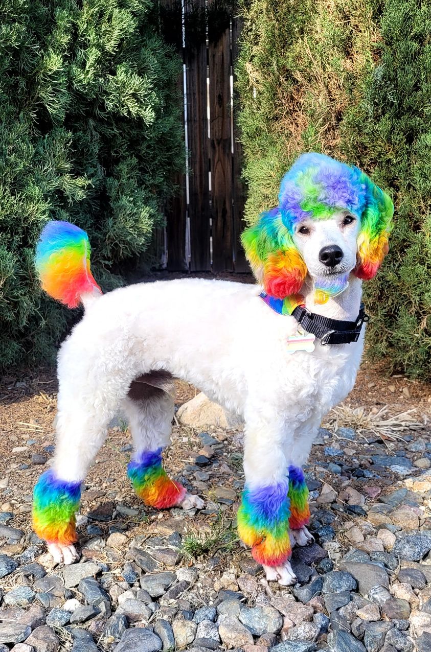 peluquería canina con tinte seguro para mascotas
