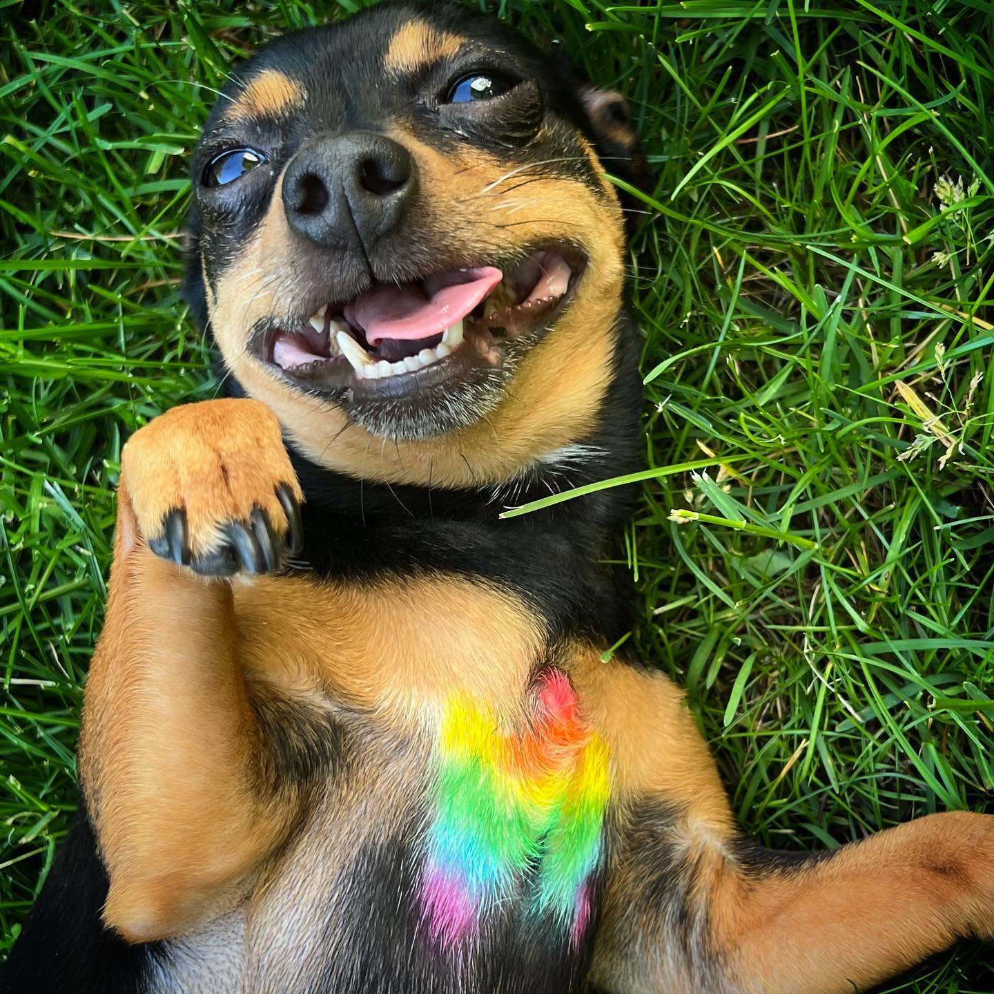 peluquería canina con tinte seguro para mascotas