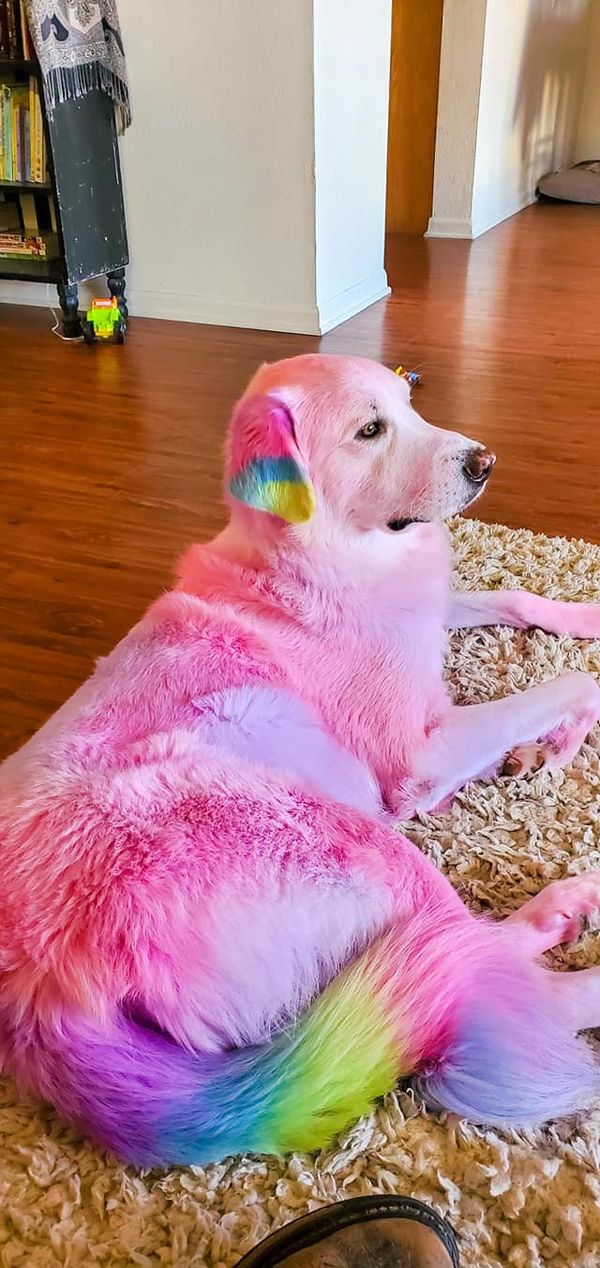 animal safe hair dye dog grooming