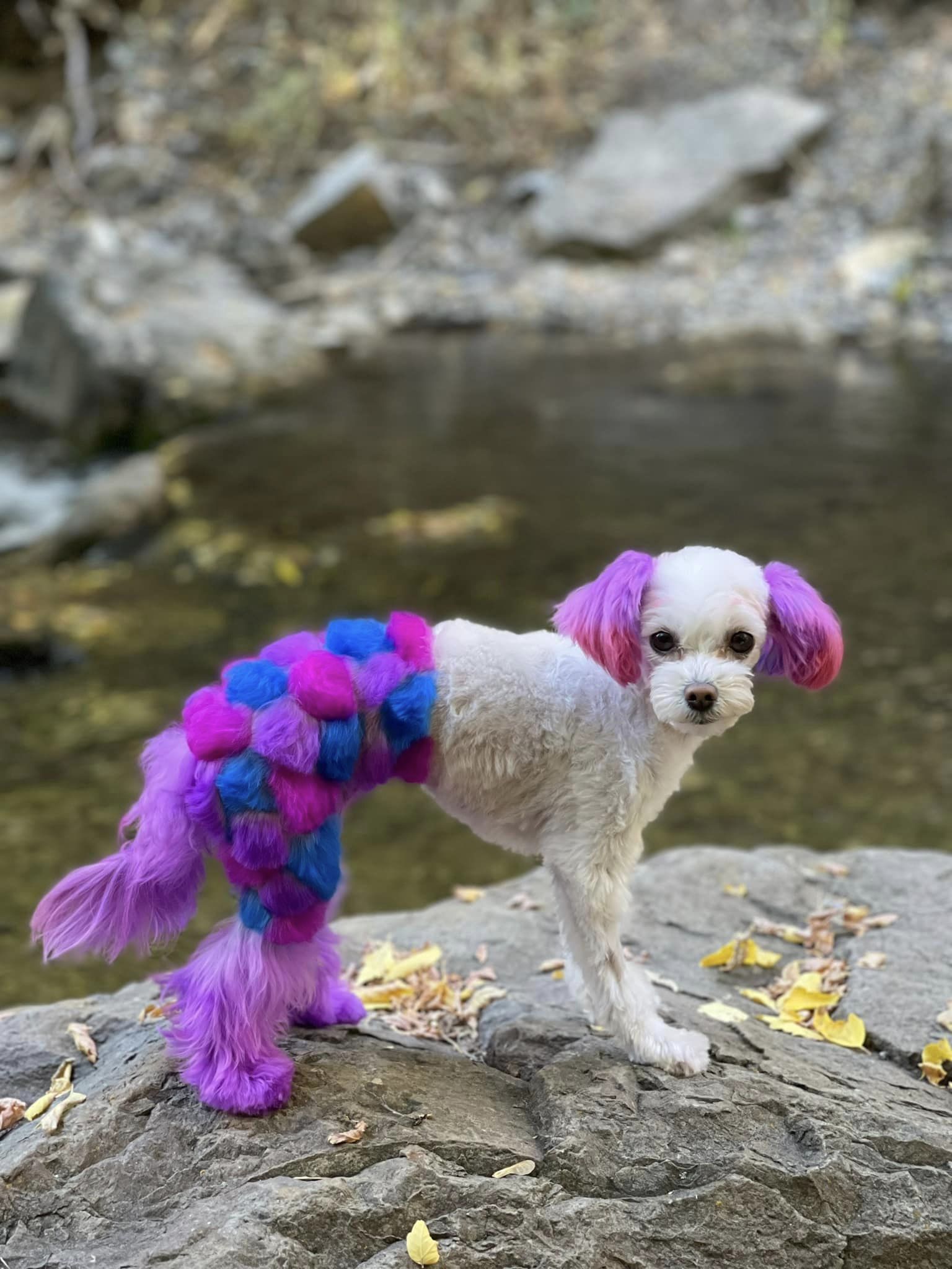 creative grooming contest