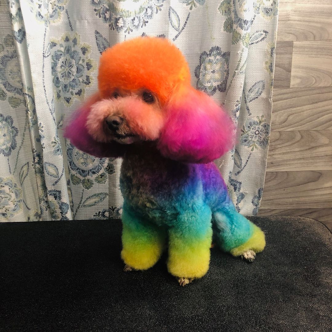creative grooming contest safe dog dye creative pet grooming