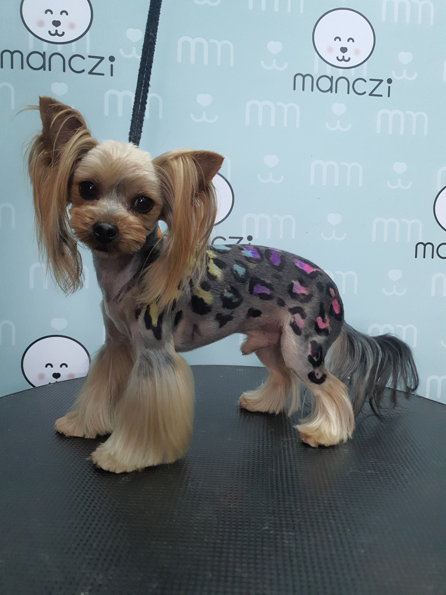 concours de toilettage créatif avec teinture pour chien sûre et couleur de poils de chien
