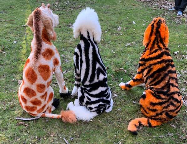 safe pet dye for creative dog grooming